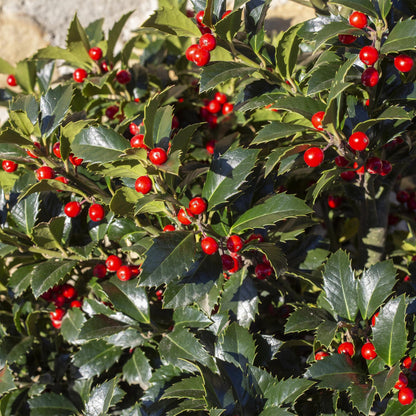 Haagplanten - Ilex Blue maid- blad groen - 8 planten - 1 strekkende meter - groenblijvend - pot 9cm hoogte 25-30cm