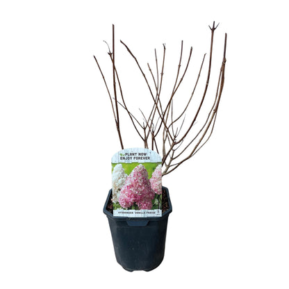 Pluim Hortensia - Hydrangea panniculata Vanille Fraise - Bloem Wit Roze  - 1 Plant - Bladverliezend - Grote Bloemen - Pot 17cm Hoogte 50cm