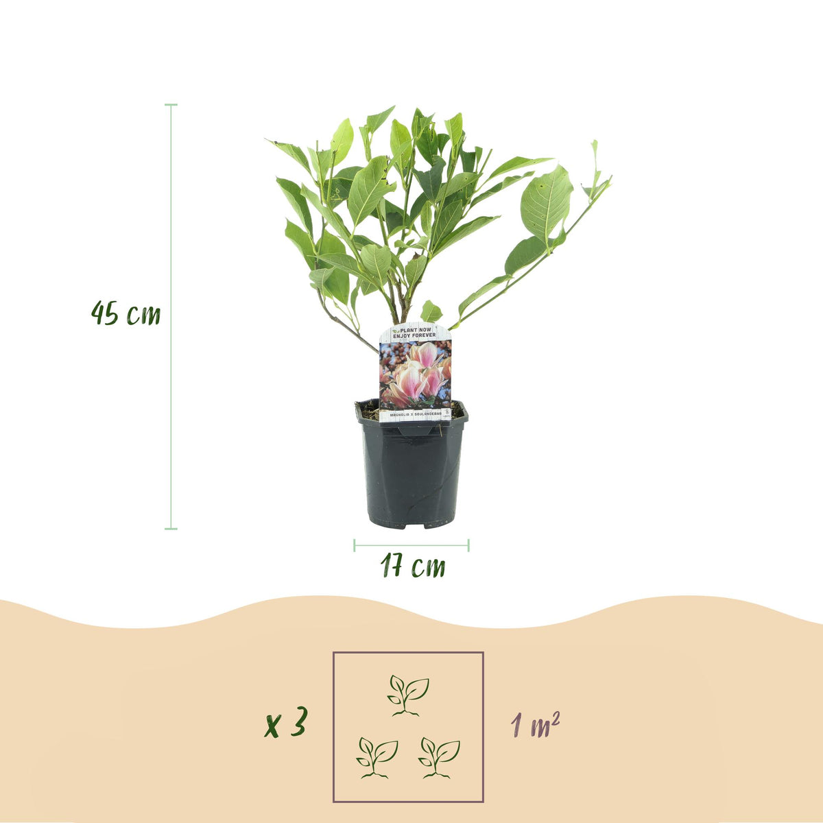 Heesters -  Magnolia Soulangiana  - Bloemen Licht Roze - 1 Plant - Bladverliezend - Weinig Onderhoud - Pot 17cm Hoogte 45cm