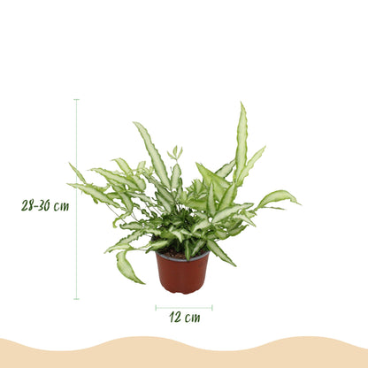 Kamerplant - Pteris cretica Albolineata - Lintvaren - Huisdiervriendelijke Plant - Groen - 1 Plant - met Potter Grijs - Pot 12cm - Hoogte 20cm