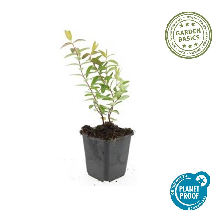 60x Hypericum 'Hidcote' - ↕10-25cm - Ø9cm