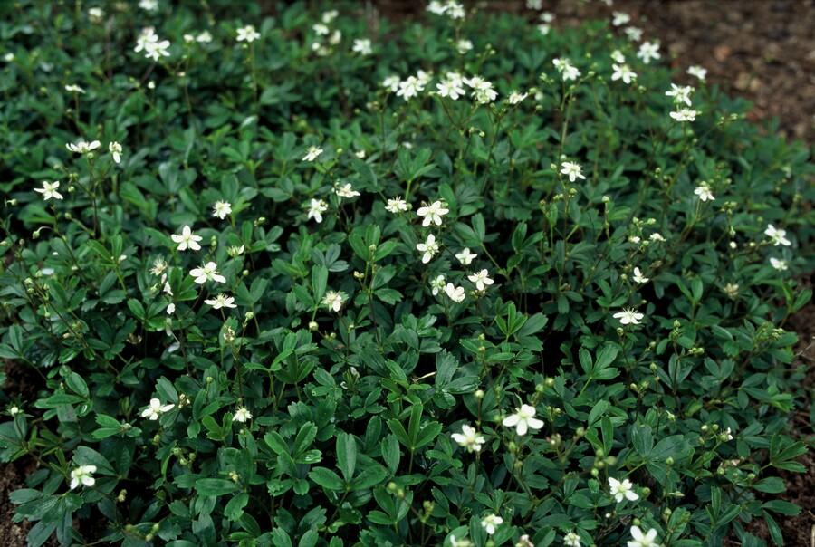 6x Potentilla tridentata 'Nuuk' - ↕10-25cm - Ø9cm
