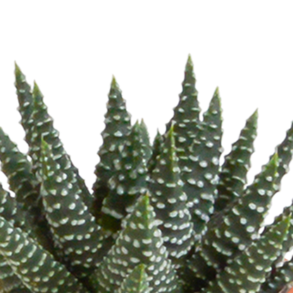 Cactus en vetplanten mix 5.5 cm | 15 stuks - in terracotta pot