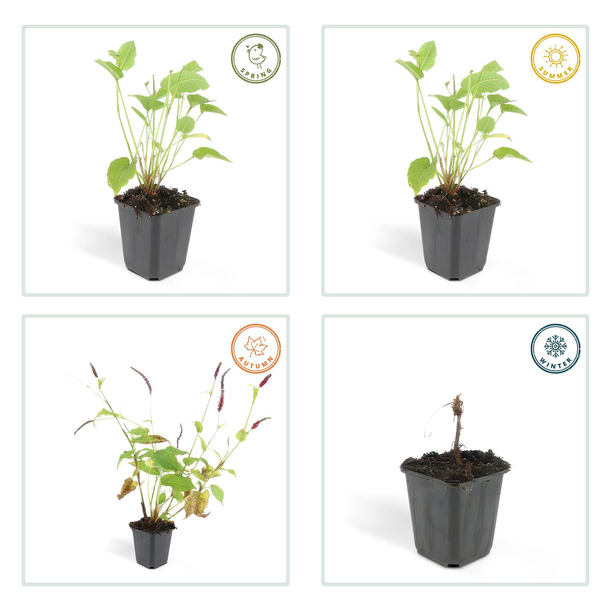 12x Persicaria amplexicaulis - ↕10-25cm - Ø9cm