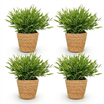 Kamerplant - Bamusa Pogonatherum Monica - Bamboegras - Huisdiervriendelijke Plant - Groen - 4 Planten - met Mand - Pot 12cm - Hoogte 20cm