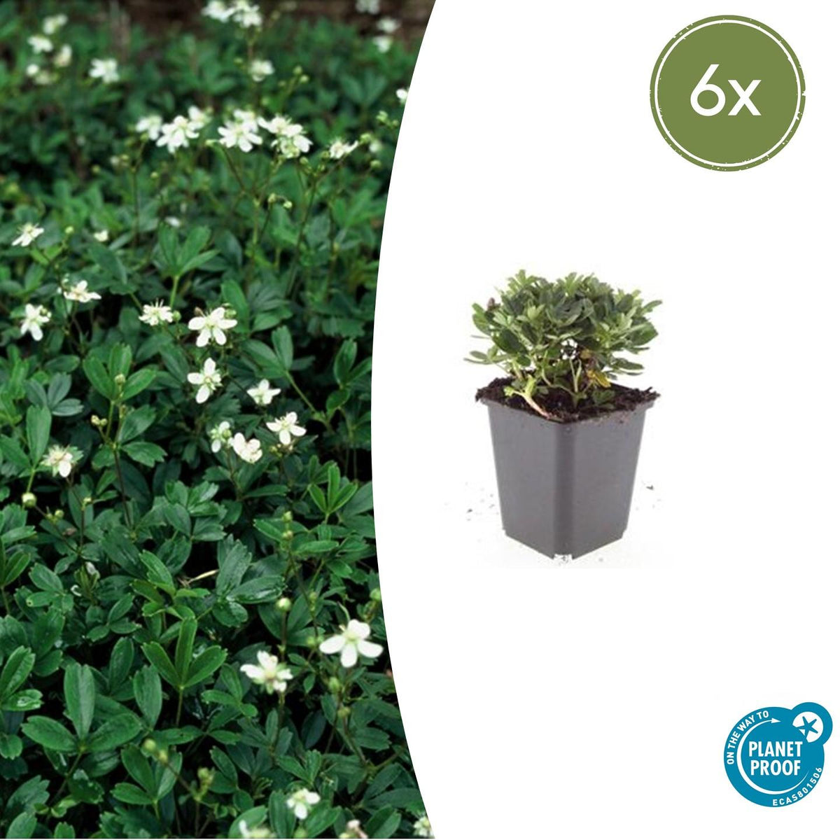 6x Potentilla tridentata 'Nuuk' - ↕10-25cm - Ø9cm