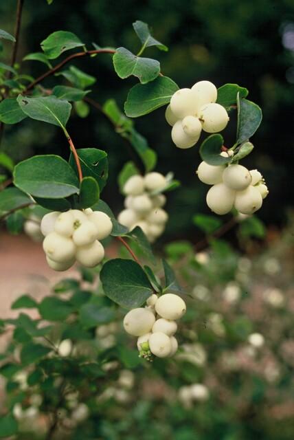 6x Symphoricarpos ch. 'Hancock' - ↕10-25cm - Ø9cm