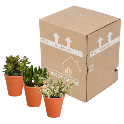 Crassula mix 8.5 cm - 3x - in terracotta pot