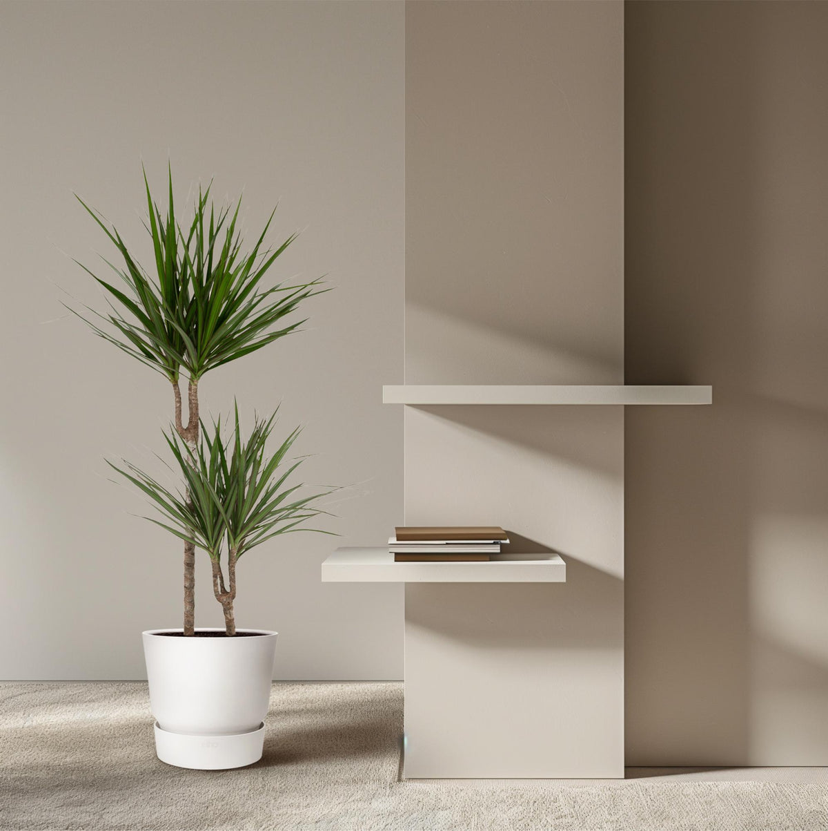 Dracaena Marginata - Ø19cm - ↕100cm