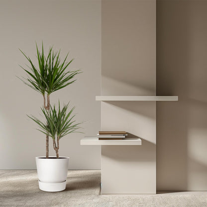 Dracaena Marginata - Ø19cm - ↕100cm