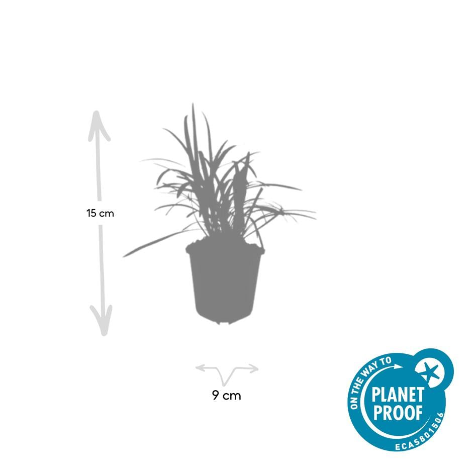 12x Liriope muscari 'Monroe White' - ↕10-25cm - Ø9cm