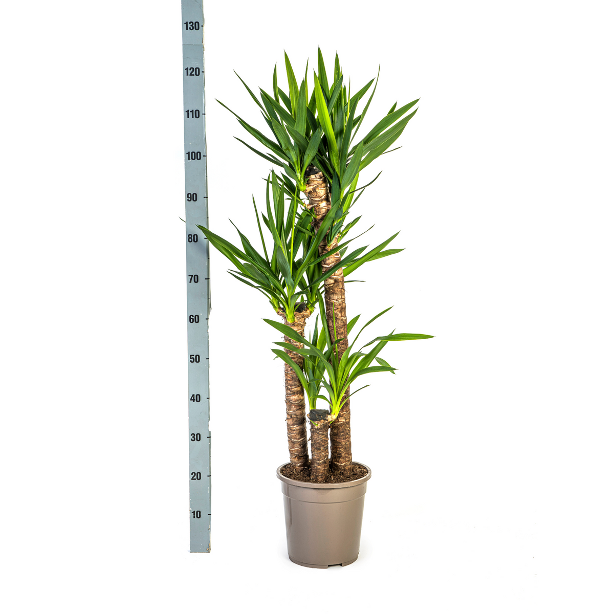 Yucca Elephantipes Ø24cm - ↕120 - 140cm