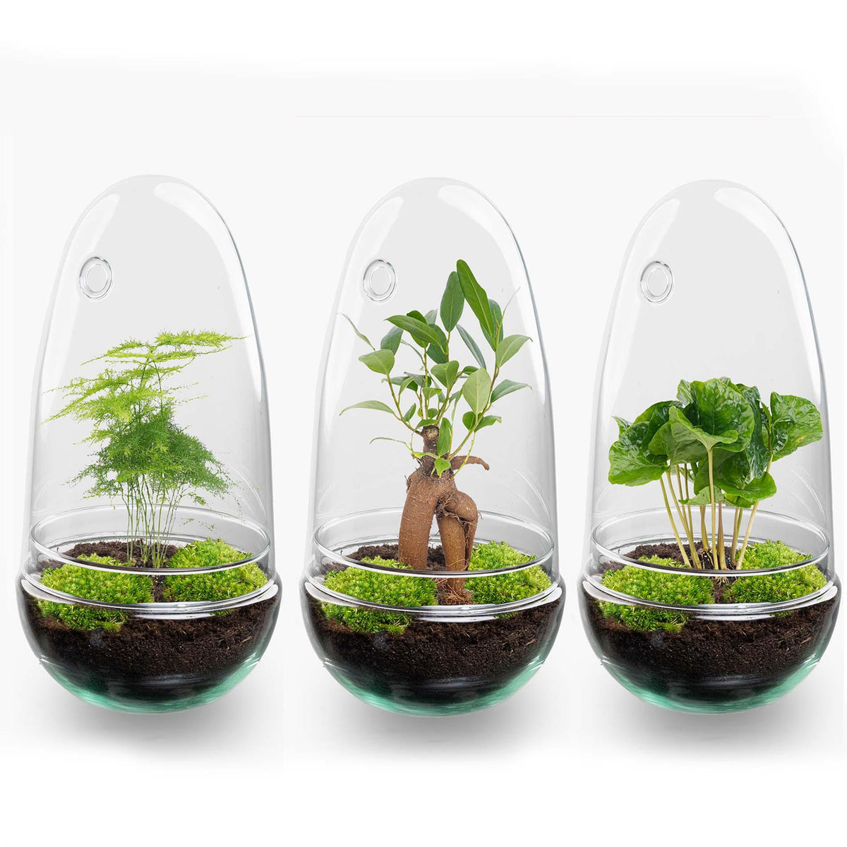 DIY Planten terrarium tweedelig bolglas - Egg Bonsai - Ø 12 cm ↑ 25 cm
