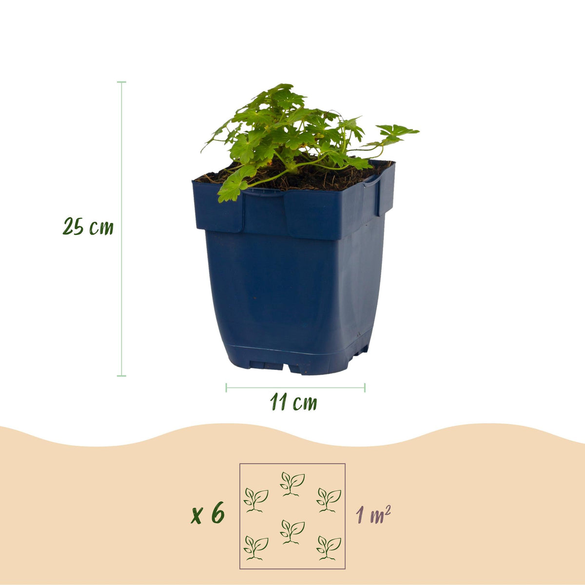 Vasteplant - Geranium macr. Spessart - Ooievaarsbek - Bodembedekkend - Wit-Roze - 6 Planten - Pot 11cm - Hoogte 15-25cm