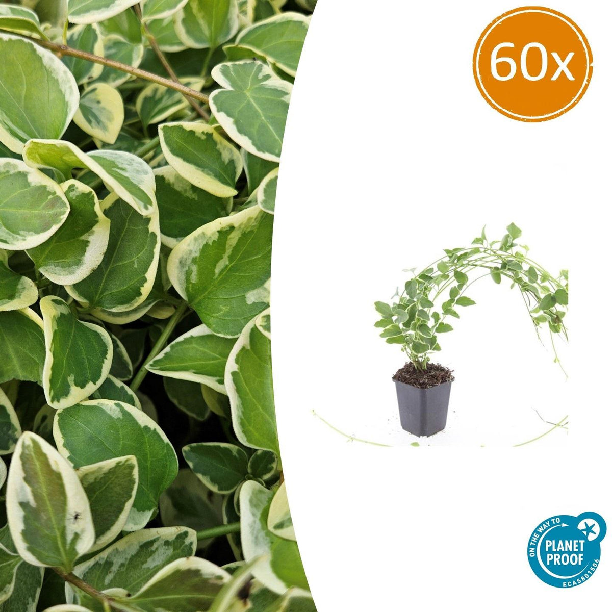 60x Vinca major 'Variegata' - ↕10-25cm - Ø9cm