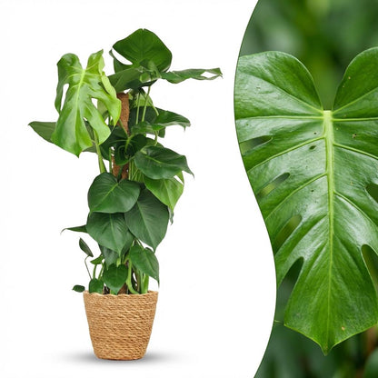 Kamerplant - Gatenplant - Monstera Deliciosa mosstok - Groen - Weinig onderhoud - 1 Plant - met Mand - Pot 19cm - Hoogte 90cm