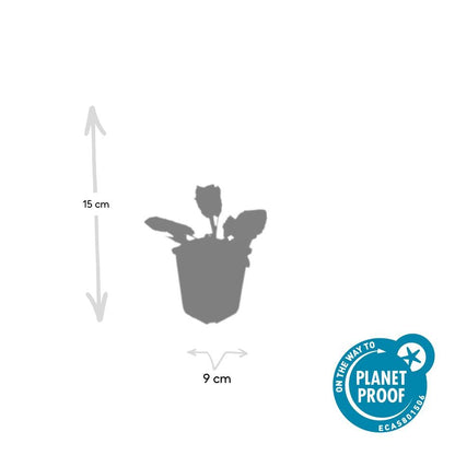 6x Salvia nem. 'Mainacht' - ↕10-25cm - Ø9cm