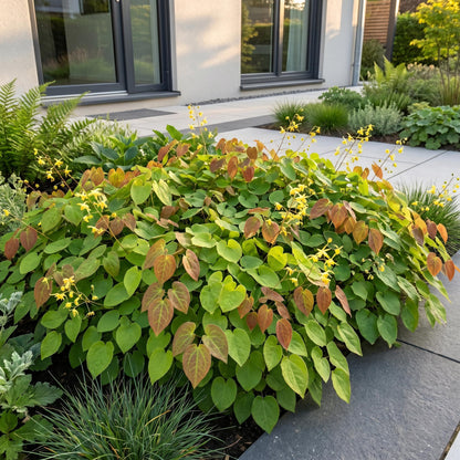 Vasteplant - Epimedium perralch. Frohnleiten - Elfenbloem - Schaduw - Geel - 6 Planten - Pot 11cm - Hoogte 15-25cm