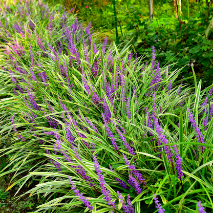 6x Liriope muscari 'Moneymaker' - ↕10-25cm - Ø9cm