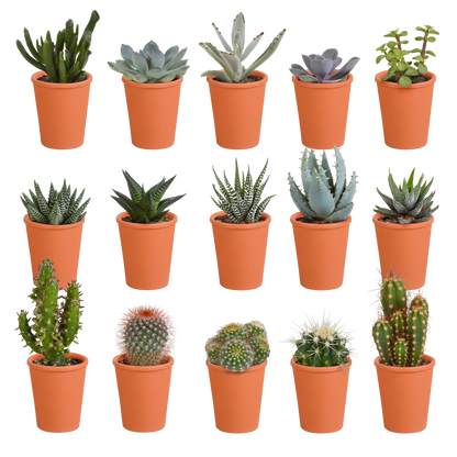 Cactus en vetplanten mix 5.5 cm | 15 stuks - in terracotta pot