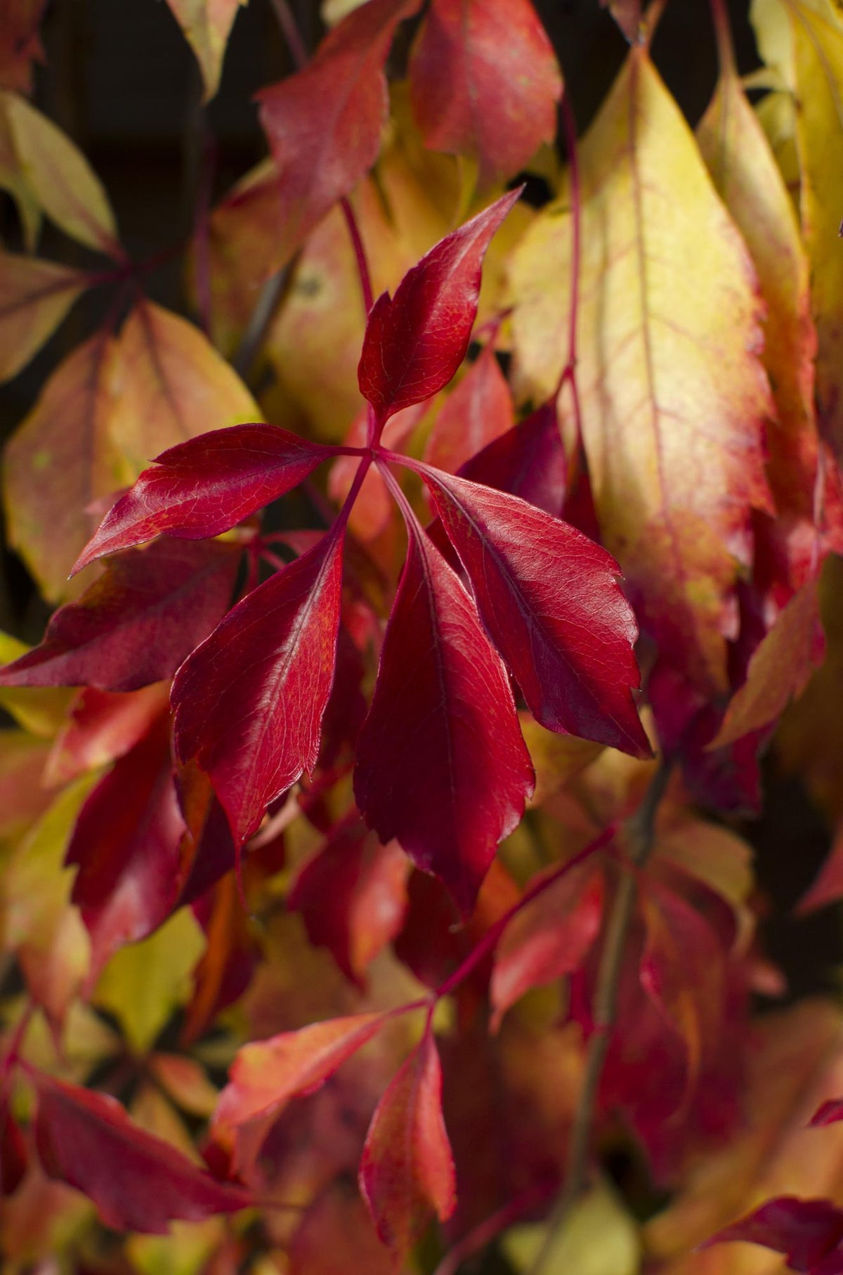 Parthenocissus henryana - Chinese Wilde Wingerd - Ø15cm - ↕65cm