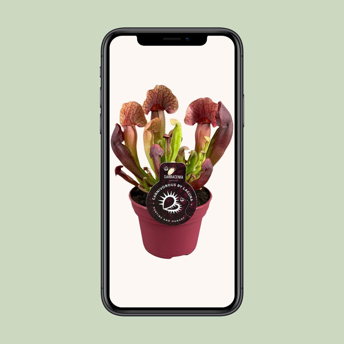 Sarracenia Catesbaei - Ø12cm - ↕23cm