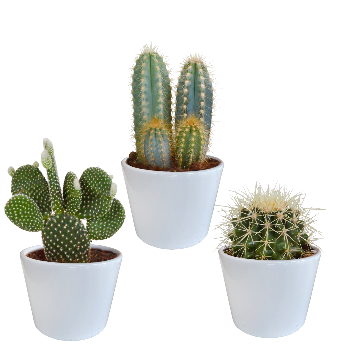 Cactus mix 10.5 cm - 3x - in witte pot
