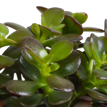 Crassula mix 10,5 cm - 3x - in Mexicaanse pot