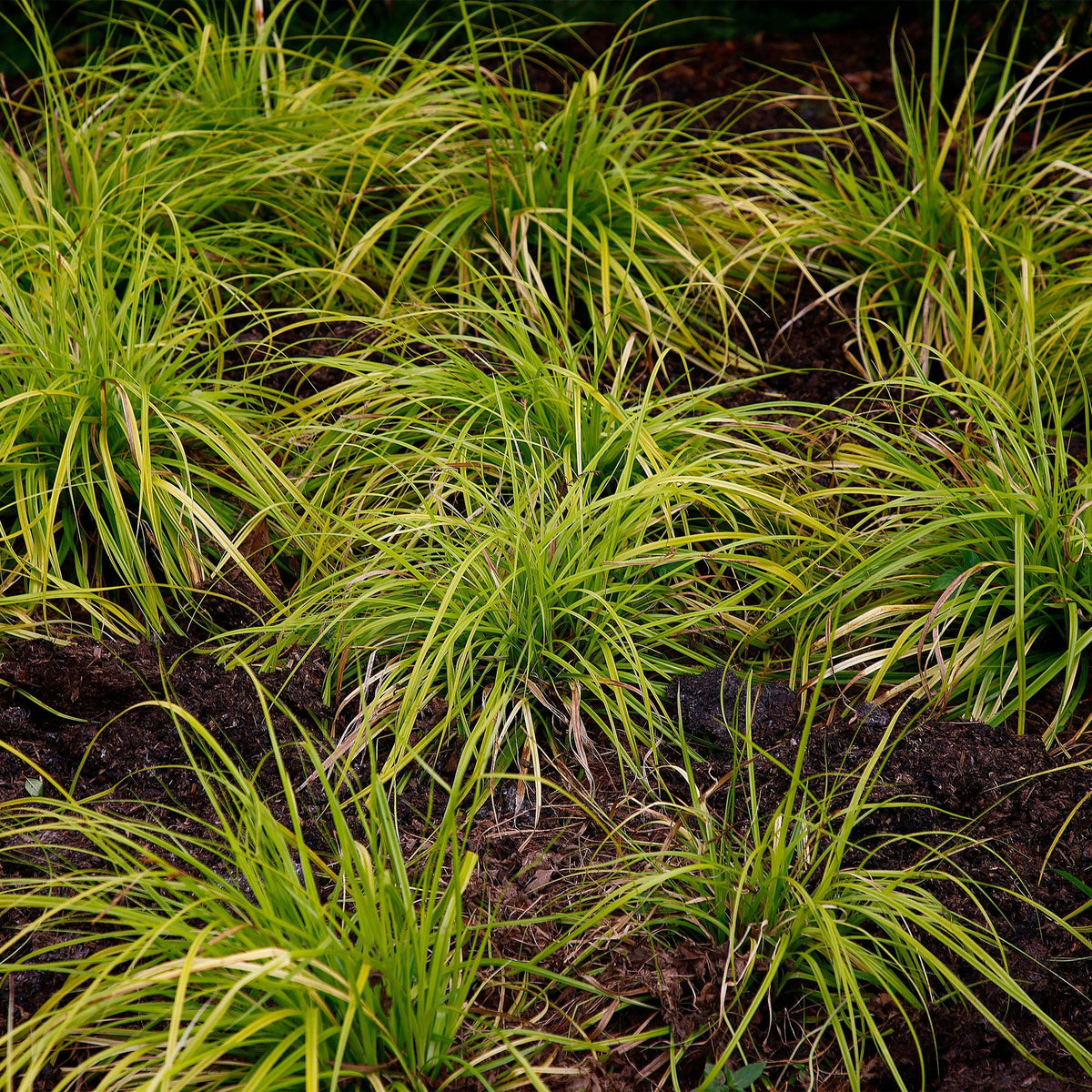 Siergrassen -  Carex oshimensis Everillo - Geel - 4 Planten - Bladhoudend - Weinig Onderhoud - Pot 17cm Hoogte 50cm