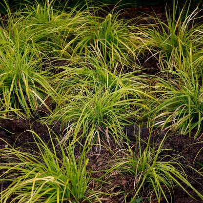 Siergrassen -  Carex oshimensis Everillo - Geel - 4 Planten - Bladhoudend - Weinig Onderhoud - Pot 17cm Hoogte 50cm
