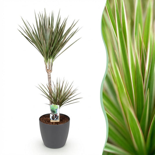Kamerplanten - Dracaena Marginata Bicolor - Drakenbloedboom - Weinig onderhoud - Groen - 1 Plant - met Potter Grijs - Pot 21cm - Hoogte 90-100cm