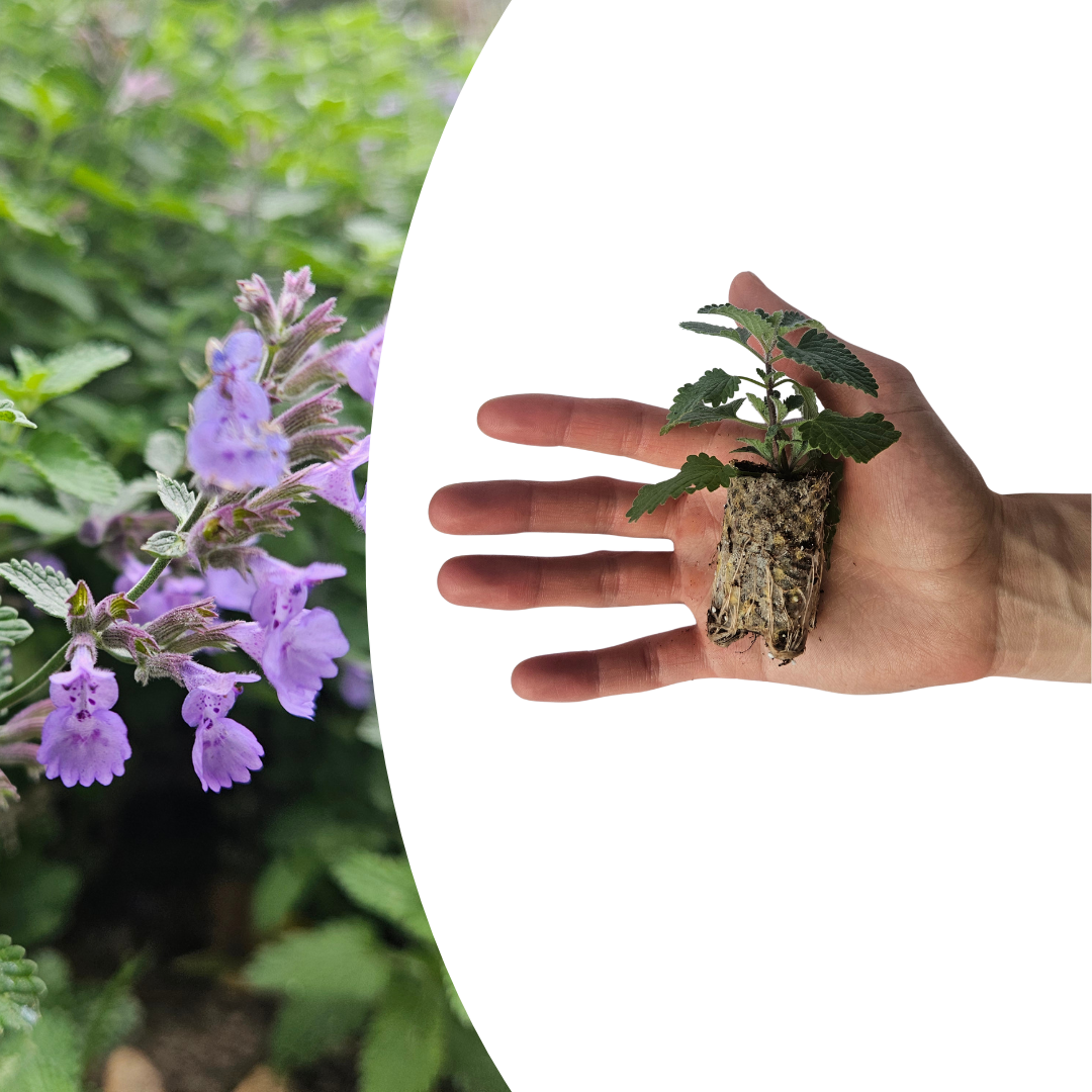 Nepeta – 6 Pluggen | Zelf Kweken & Genieten van een Aromatische Tuin!