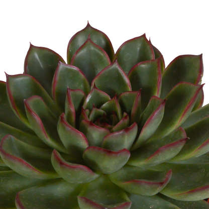 Echeveria mix 10.5 cm - 3x - in Mexicaanse pot