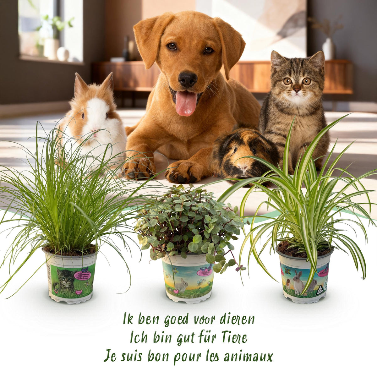 Kamerplant - Cyperus - Calissia - Chlorophytum - Mix van 3 - Huisdiervriendelijke Planten - Groen - 3 Planten - met Mand - Pot 12cm - Hoogte 20cm