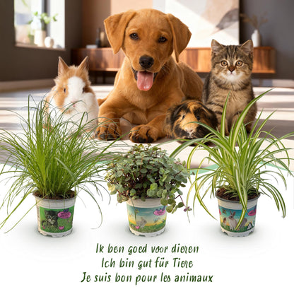 Kamerplant - Cyperus - Calissia - Chlorophytum - Mix van 3 - Huisdiervriendelijke Planten - Groen - 3 Planten - met Mand - Pot 12cm - Hoogte 20cm