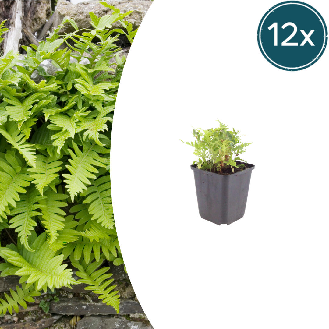 12x Polypodium vulgare - ↕10-25cm - Ø9cm