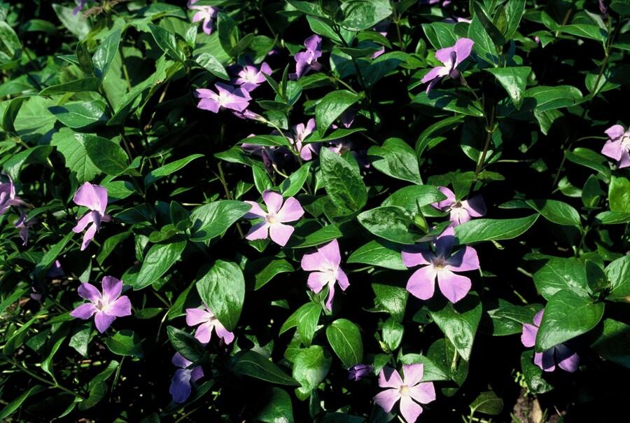 6x Vinca major - ↕10-25cm - Ø9cm