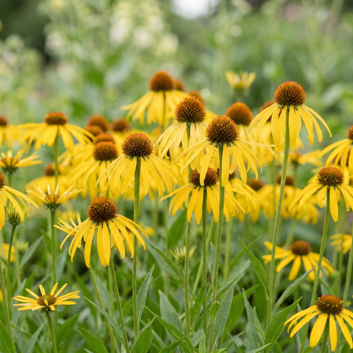Vasteplant - Echinacea paradoxa - Zonnehoed - Bijen- en vlinderlokkers - Geel - 6 Planten - Pot 11cm - Hoogte 15-25cm