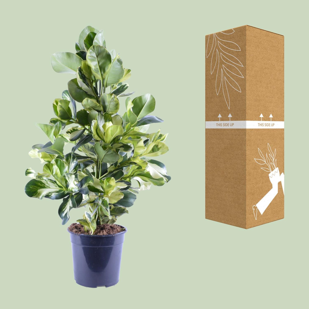 Clusia Rosea White Star - Ø24cm - ↕95cm