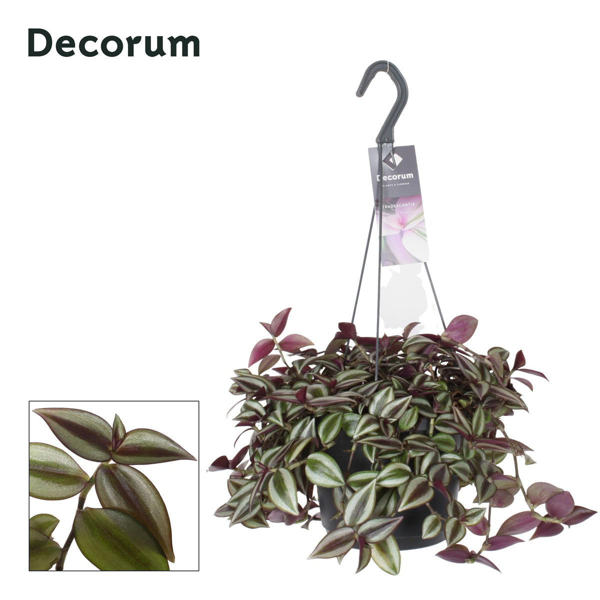 Tradescantia Zebrina Purpusii - Ø17cm - ↕30cm