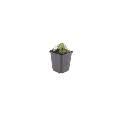 12x Geranium cin. 'Ballerina' - ↕10-25cm - Ø9cm