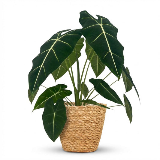 Kamerplant - Olifantsoor - Alocasia Frydek - Groen - Weinig onderhoud - 1 Plant - met Mand - Pot 19cm - Hoogte 60cm