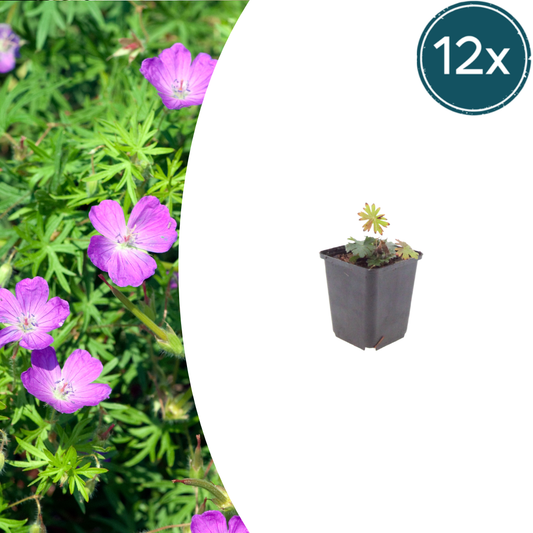 12x Geranium sanguineum - ↕10-25cm - Ø9cm