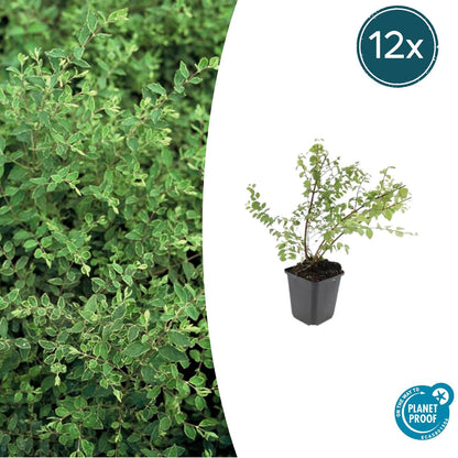 12x Symphoricarpos ch. 'Hancock' - ↕10-25cm - Ø9cm