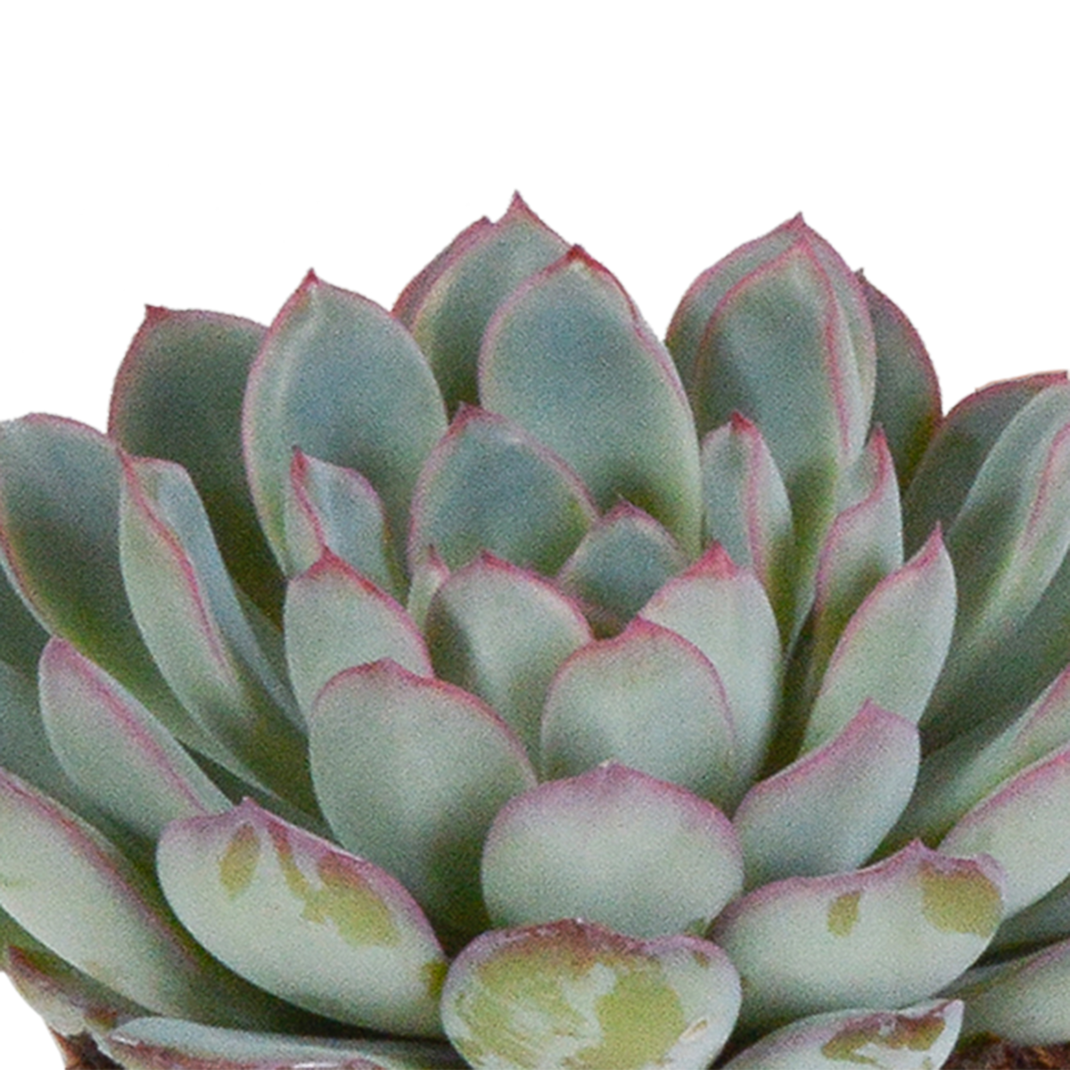 Echeveria mix 8.5 cm - 3x - in witte pot