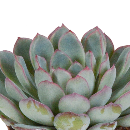 Echeveria mix 8.5 cm - 3x - in witte pot
