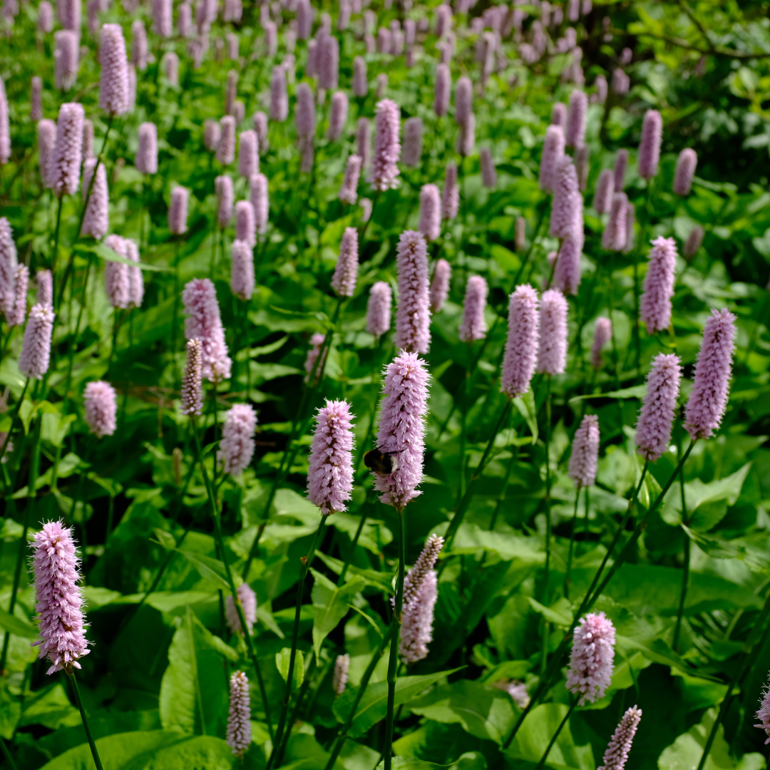 12x Persicaria aff. 'Superba' - ↕10-25cm - Ø9cm