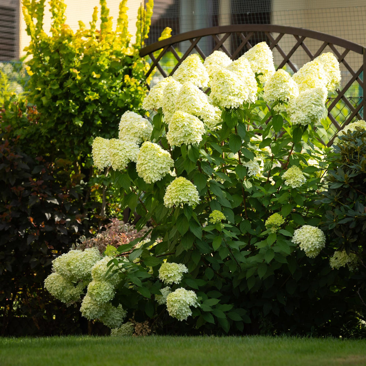 Pluim Hortensia - Hydrangea panniculata Limelight - Bloem Creme Wit  - 3 Planten - 1 m2 - Bladverliezend - Grote Bloemen - Pot 17cm Hoogte 50cm