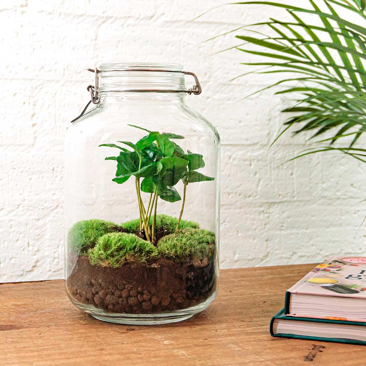 DIY terrarium - Jar - Coffea Arabica - ↕ 28 cm - Rake + Shovel