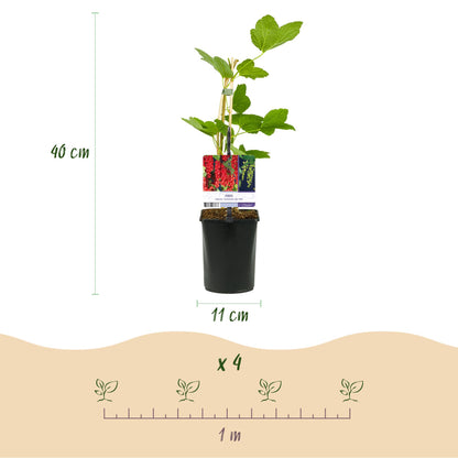 Fruit planten mix - Rode Bes, Rode Framboos, Zwarte Braam - 3 planten - Pot 11cm Hoogte 40cm